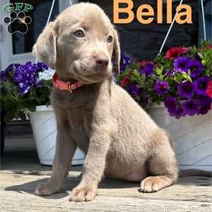 Bella, Silver Labrador Retriever Puppy